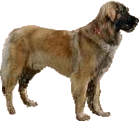 Leonberger hunde bilder