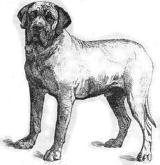 Leonberger hunde bilder