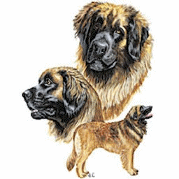 Leonberger hunde bilder