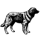 Leonberger hunde bilder