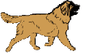 Leonberger hunde bilder
