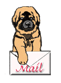 Leonberger hunde bilder