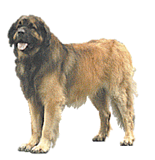 Leonberger hunde bilder