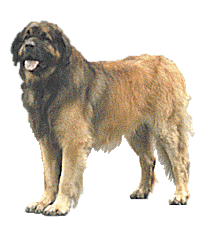 Leonberger hunde bilder