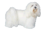 Malteser hunde bilder