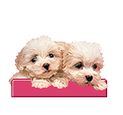 Malteser hunde bilder