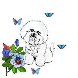 Malteser hunde bilder
