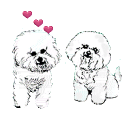 Malteser hunde bilder