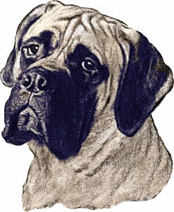 Mastino