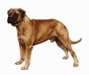 Mastino hunde bilder
