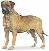 Mastino hunde bilder