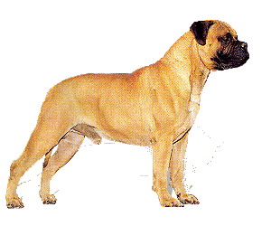 Mastino hunde bilder
