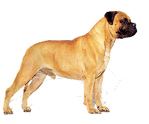 Mastino