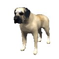 Mastino hunde bilder