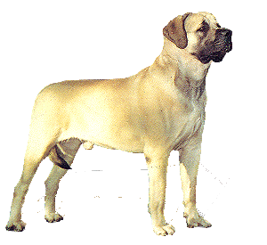 Mastino