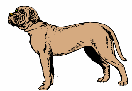 Mastino