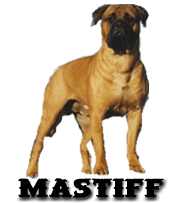 Mastino