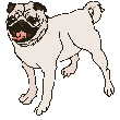 Mops hunde bilder