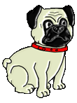 Mops hunde bilder