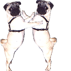 Mops hunde bilder
