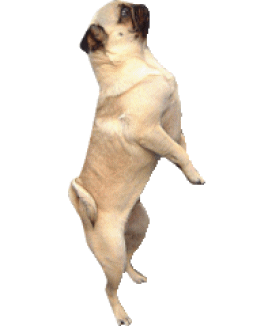 Mops hunde bilder