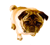 Mops hunde bilder