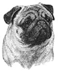 Mops hunde bilder