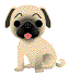Mops hunde bilder