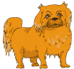 Pekinese hunde bilder