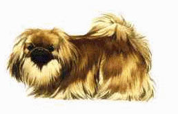 Pekinese