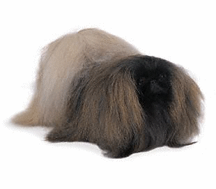 Pekinese hunde bilder