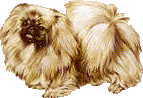 Pekinese