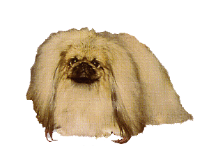 Pekinese hunde bilder