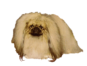 Pekinese hunde bilder