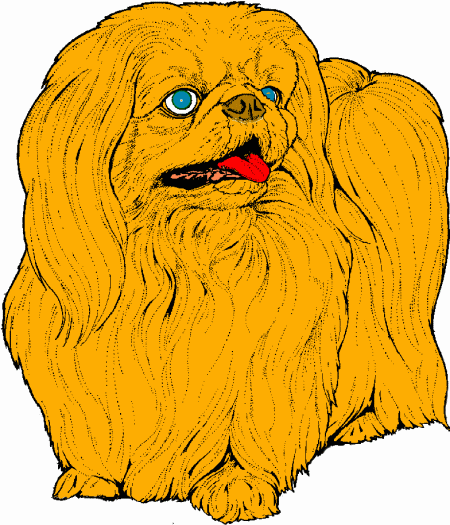 Pekinese