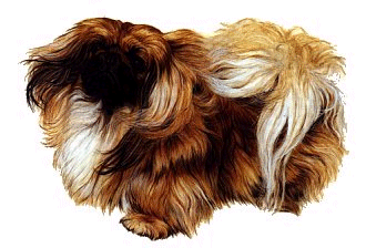 Pekinese hunde bilder