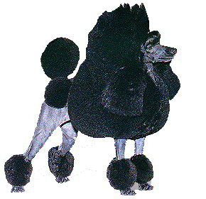 Pudel hunde bilder