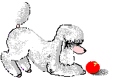 Pudel hunde bilder
