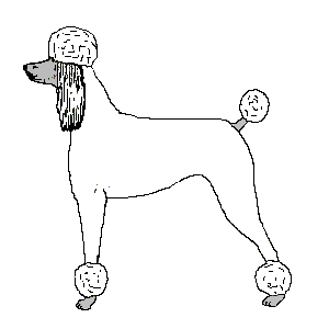Pudel hunde bilder