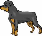 Rottweiler hunde bilder