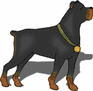 Rottweiler