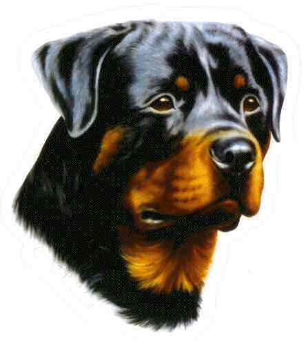 Rottweiler hunde bilder