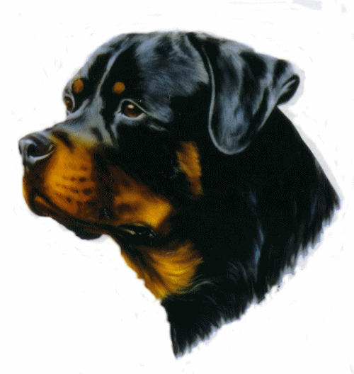 Rottweiler