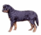 Rottweiler