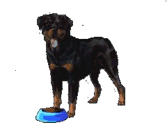 Rottweiler hunde bilder