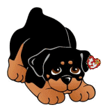 Rottweiler hunde bilder