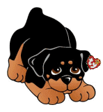 Rottweiler hunde bilder