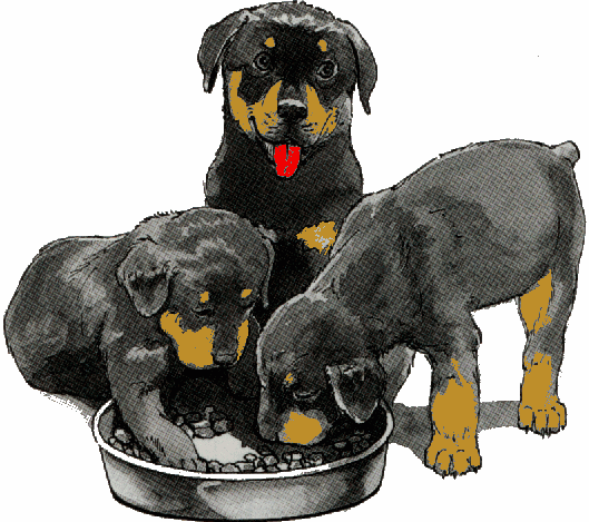 Rottweiler hunde bilder