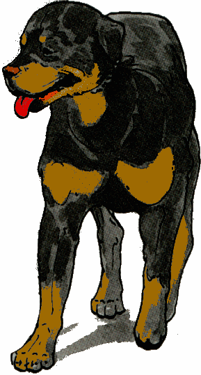 Rottweiler