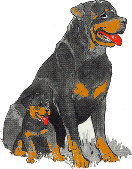 Rottweiler